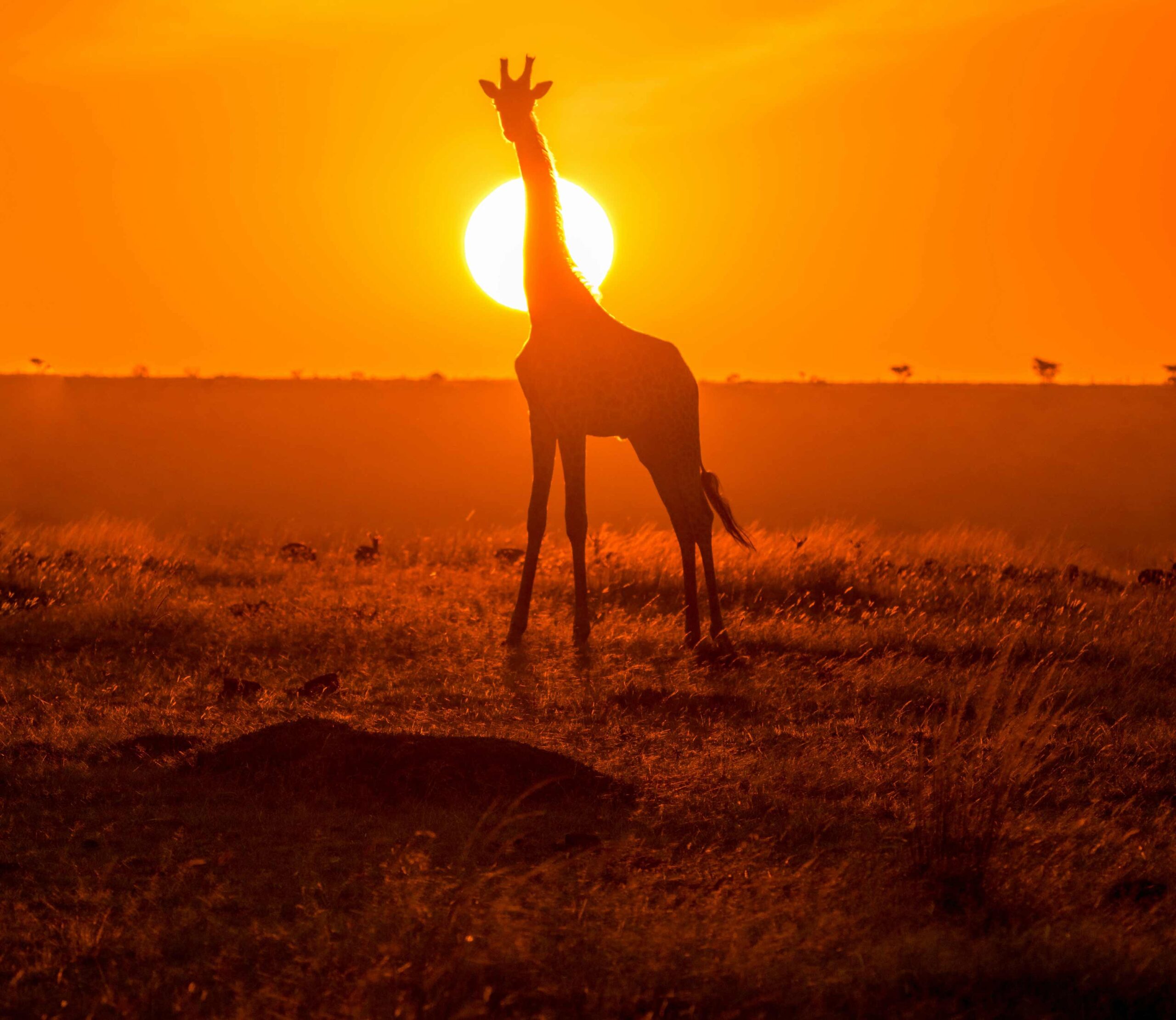 Hong Kong Airlines now live on W2-365 Ticket stock